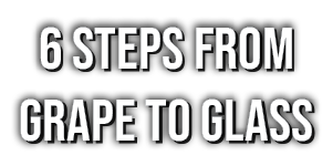 6 STEPS FROM GRAPE TO GLASS