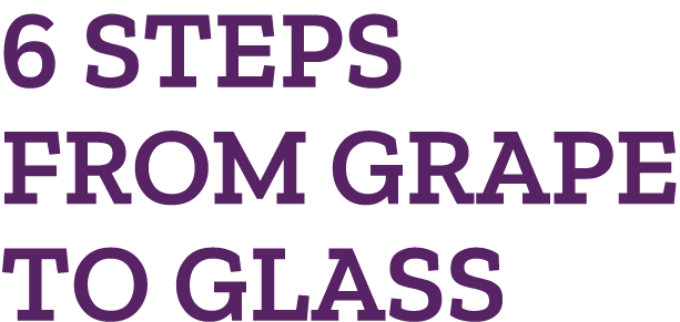 6 STEPS FROM GRAPE TO GLASS