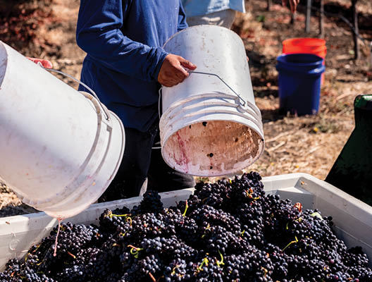 Harvesting red grapes at a vineyard, loading up buckets and emptying into a large bin to be taken off and made into wine