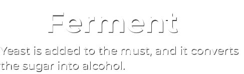 Ferment Yeast is added to the must, and it converts the sugar into alcohol. 