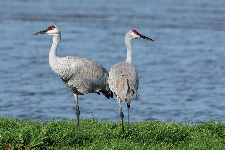 Cranes in the water at Cosumnes River Preserve, Galt, California