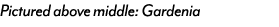 Pictured above middle: Gardenia