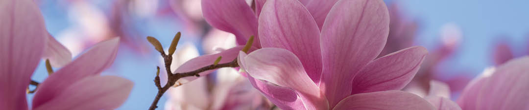 The spring. Pink magnolia flower on blue sky background. Blossom magnolia flower
