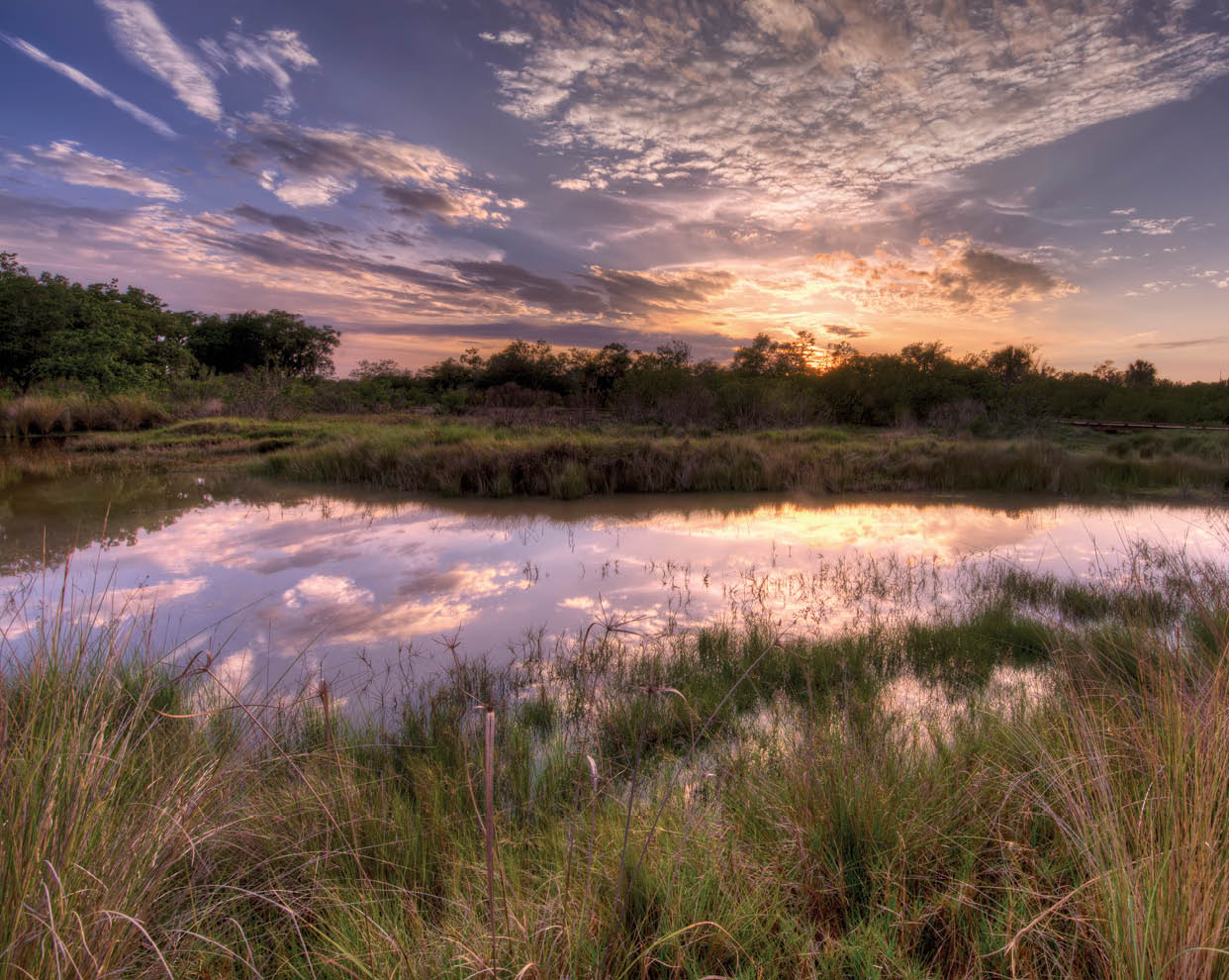 After Rain at the Preserve. The best time to get out and take photos of nature is right after it rains. There are pools and ponds to create reflections and of course everything feels refreshed. I've posted other shots from this exact spot but lucky for me the clouds are always different. Clyde Butcher, perhaps Florida's most well known photographer, said that the clouds are our mountains. It's true, the clouds here are spectacular and ever changing throughout the seasons. The main thing is to get outside after the rain and you will not be disappointed.