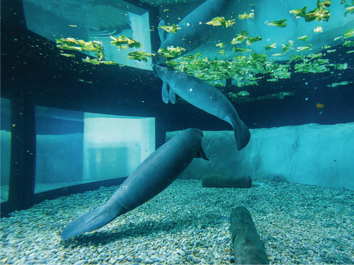 The Parker Manatee Rehabilitation Habitat