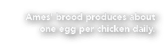 Ames' brood produces about one egg per chicken daily.