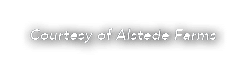 Courtesy of Alstede Farms