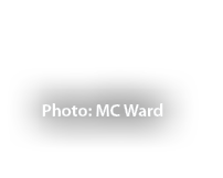 Photo: MC Ward