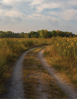 A dirt road in a field of yellow flowers. Description generated by AI