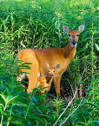 A mother deer and her baby in a field of tall grass. Description generated by AI