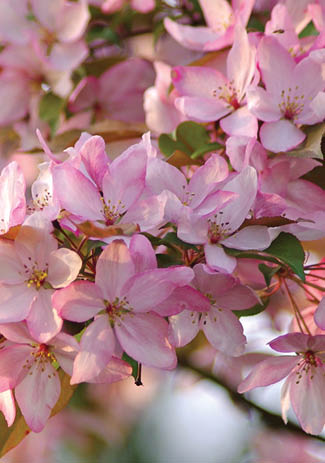 Pink flowers on a tree. Description generated by AI