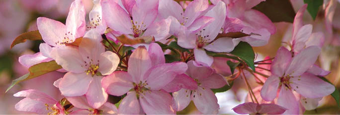 Nature spring bud  pink flowers on Magnolia Tree   at Prairie View Park