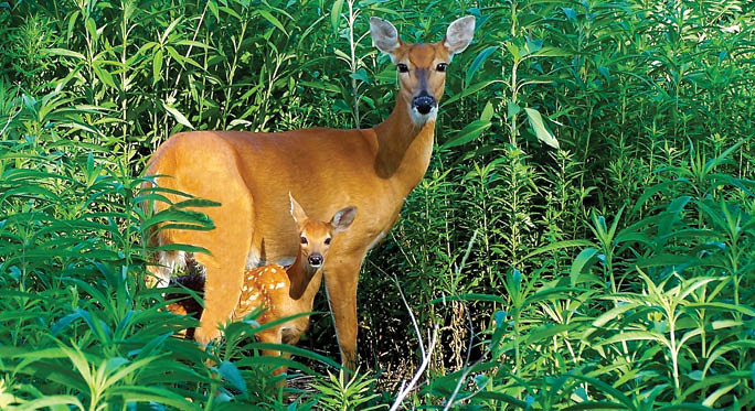 Deer (Doe),Fawn Classic photo  postcard Prairieview Highlight pix Nature   Classic Brian Kabat photography   photo   wildlife   Prairie View POSSIBLE pic for Inspirational Calendar 2012   Possible pic for Inspirational DVD Possible Prairie View Calendar pic     Shenandoah Song DVD  (actually NOT being used for Shenandoah DVD)     Photos by Brian Kabat book     Title for prints: “Doe with Her Fawn"   at Prairie View Park