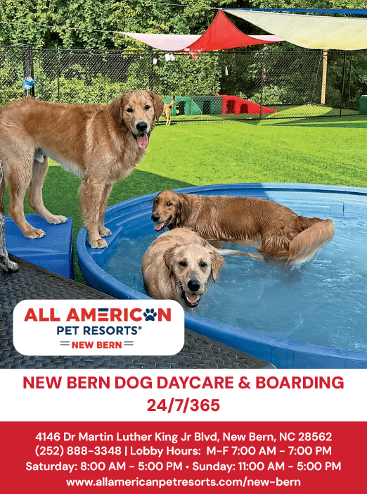 A dog sitting in a pool with other dogs. Description generated by AI