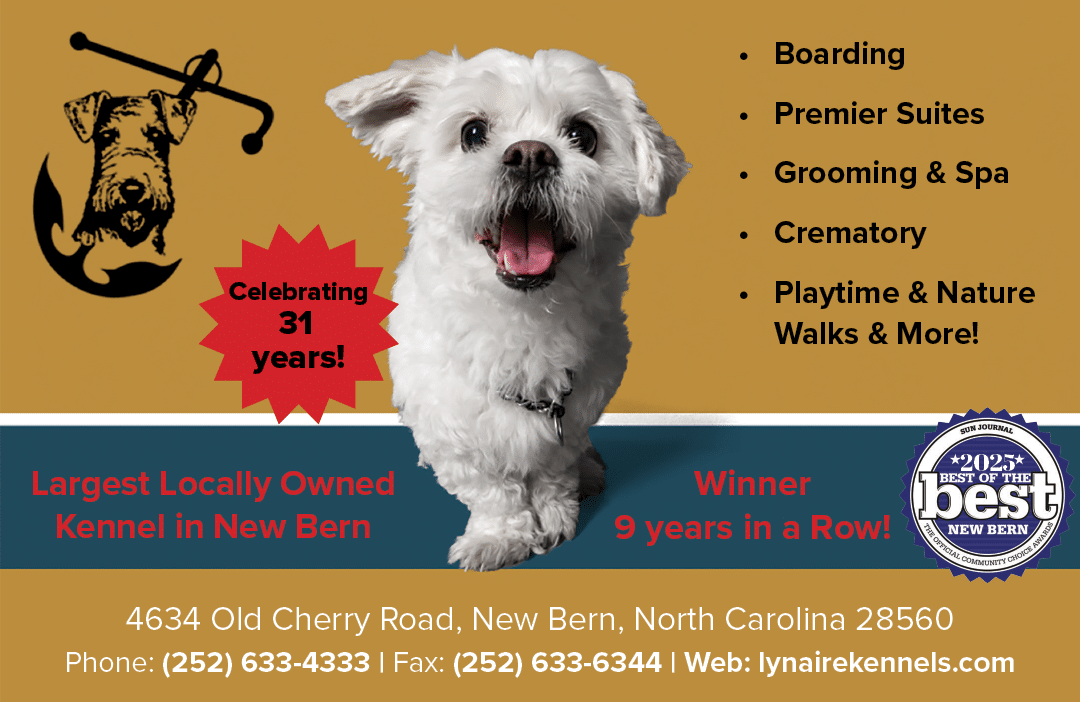 A dog standing on a board with a sign that says “Celebrating 31 Years!". Description generated by AI