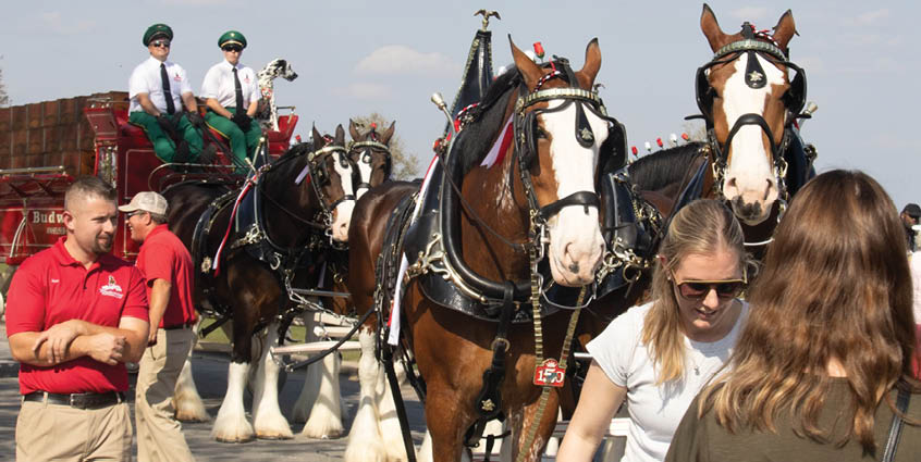 A group of horses with people on them. Description generated by AI