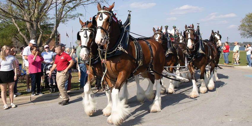 A group of Clydesdale horses pulling a carriage. Description generated by AI