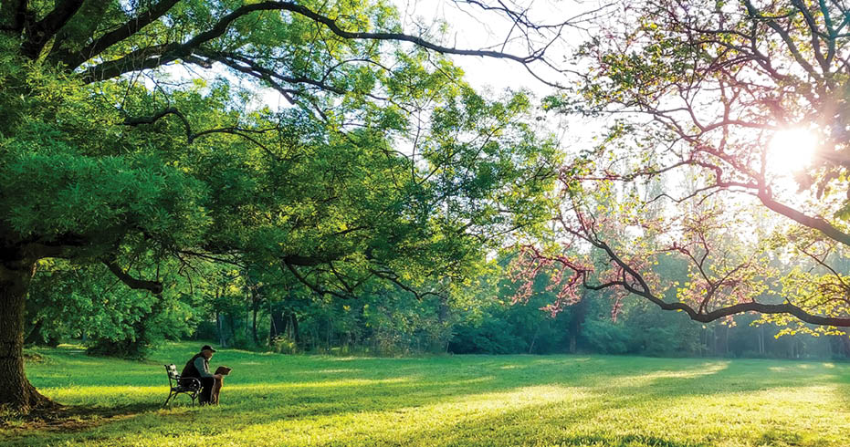 Man with dog on bench in park under morning sun