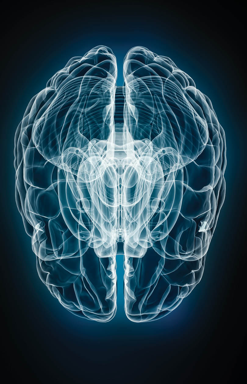 X-ray superior or top view of the full brain 3D rendering illustration. Human body and nervous system anatomy, medical, healthcare, biology, science, neuroscience, neurology concepts.