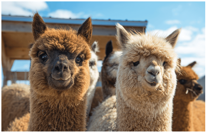 Alpacas looking at camera. They are very curious!