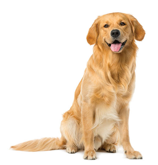 Golden Retriever sitting in front of a white background