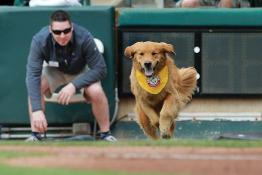 A dog running on a field with a man watching. Description generated by AI