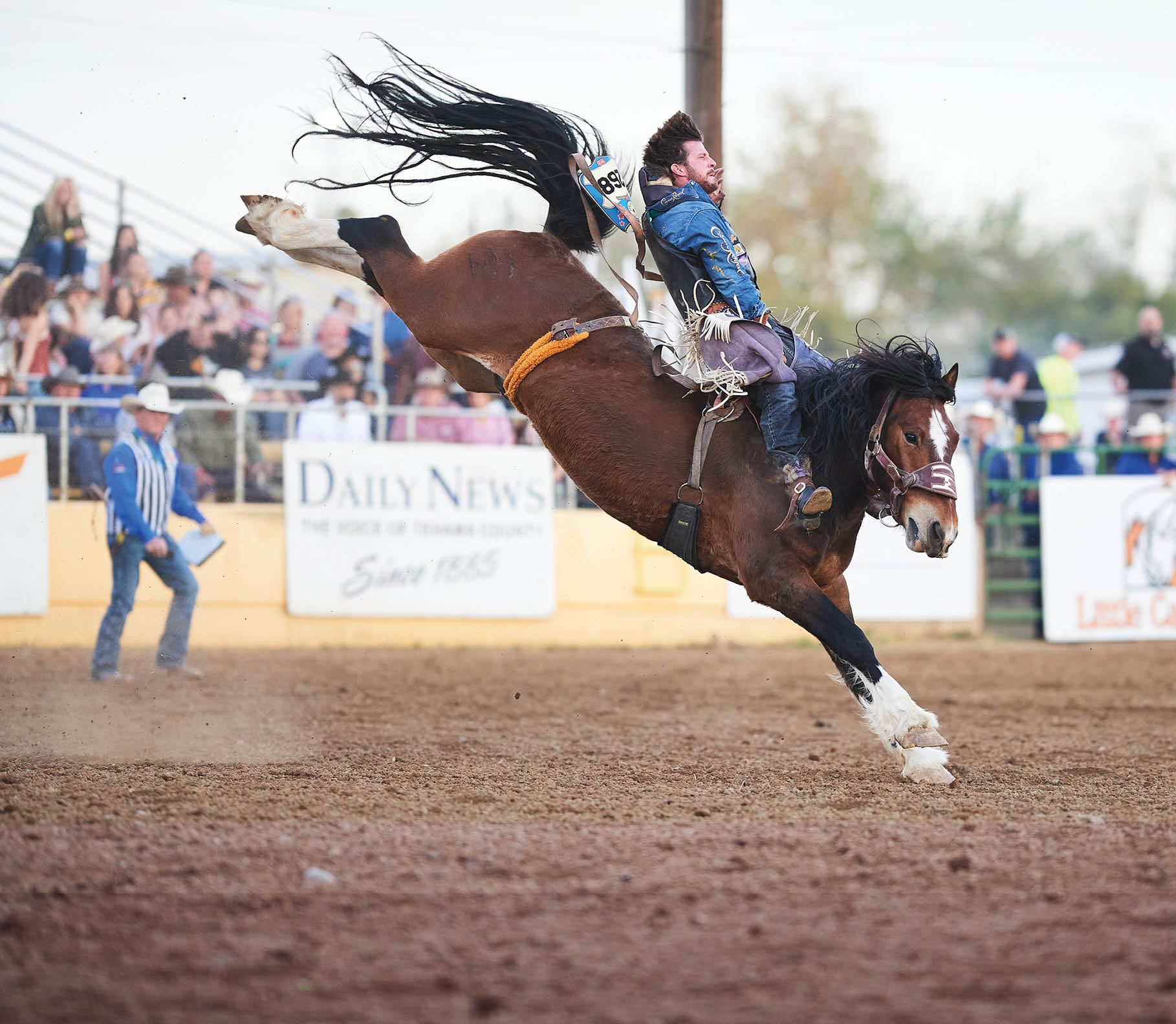 Tilden Hooper   790 Bob Cat of Powder River, Red Bluff 2019