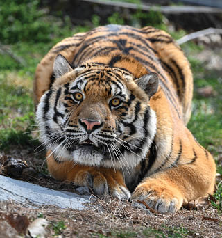 A tiger is lying on the ground with its head up, looking alert. AI generated content