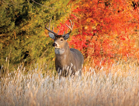 A deer stands in a field with a red tree in the background. AI generated content