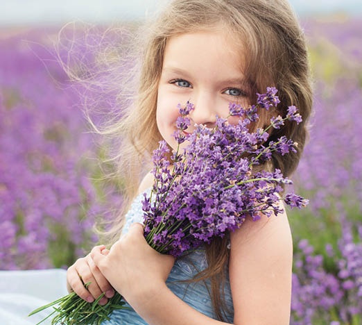 Portrait of happy little girl is in a lavender field holding bouquet of flowers