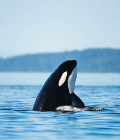 A black and white killer whale swimming in the ocean. Description generated by AI