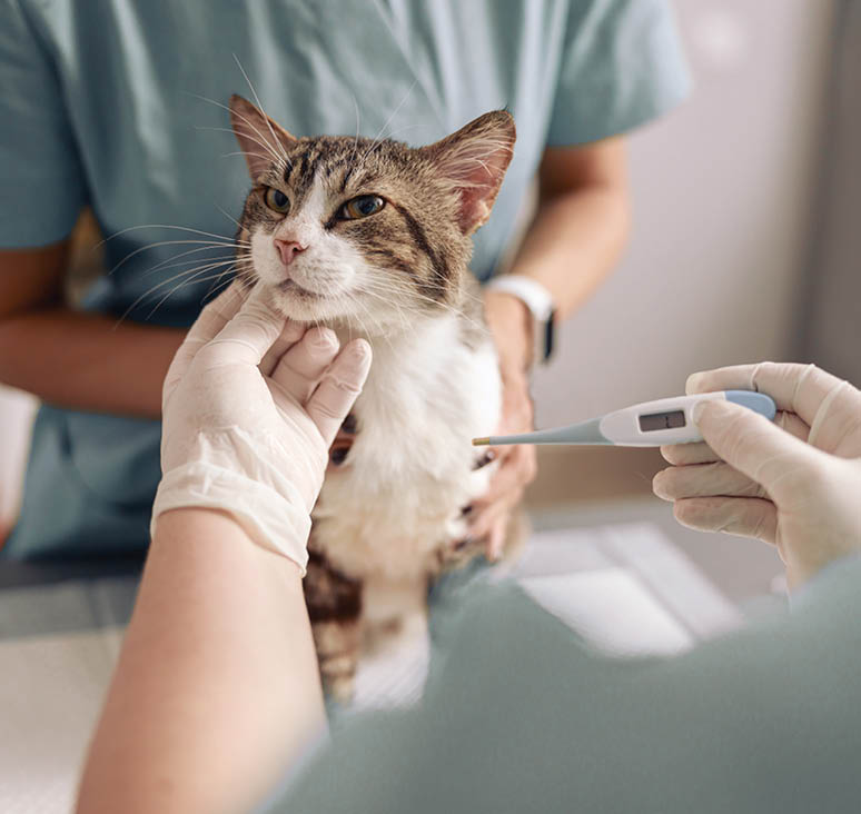 Doctor in gloves takes temperature of cat with modern thermometer while assistant helps in vet clinic office closeup. Medical care of pets