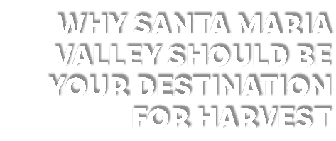 Why Santa Maria VALLEY should be your destination for harvest