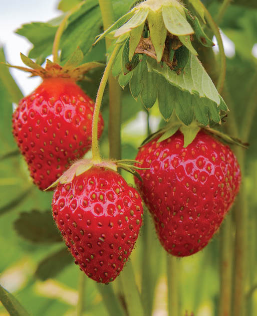 strawberry hanging on the vine, Sunny weather 