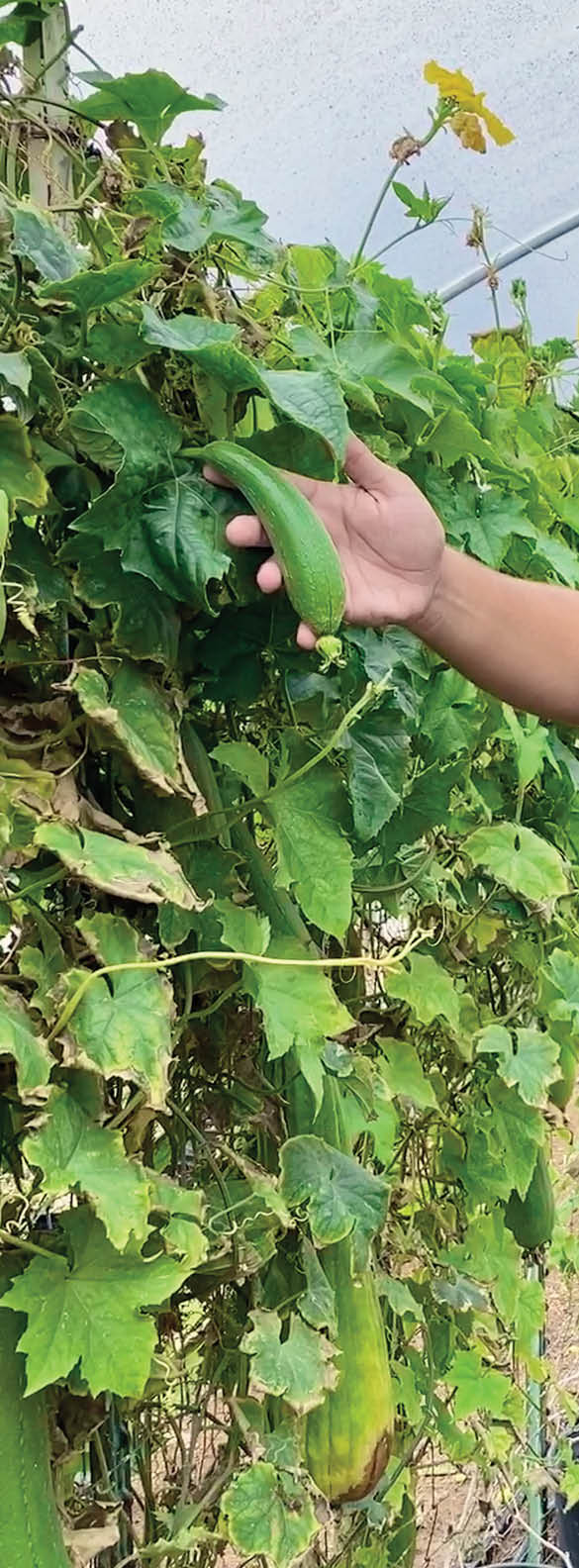 Photos provided by the Visalia Lifestyle Magazine in Santa Maria  This image is of our guide through the Luffa greenhouse points to a young luffa which is a delicate flavored edible vegetable  When it grows large it is too fibrous to eat but makes an excellent sponge 
