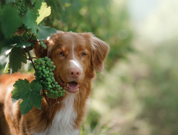 dog in a vineyard in nature  A pet in the summer, Nova Scotia Duck Tolling Retriever