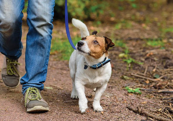 Jack Russell Terrier walking through forest by path