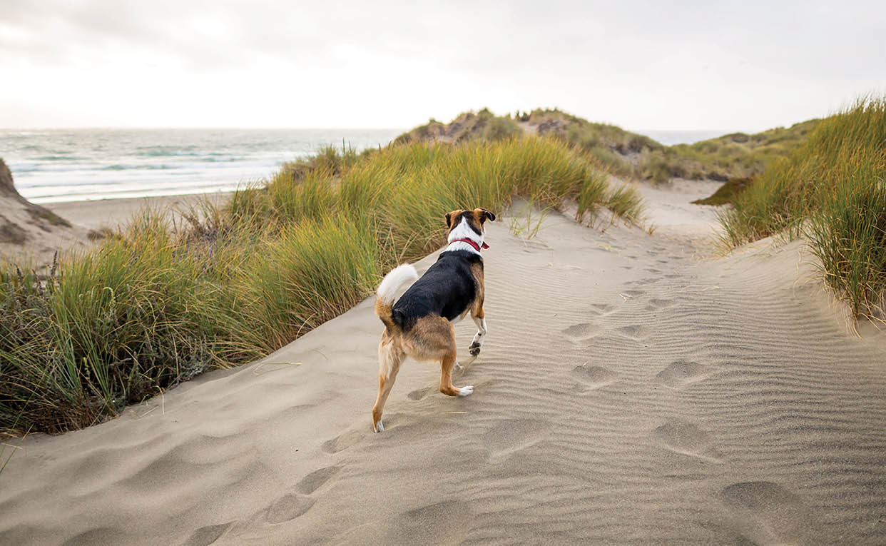 Zuni, the border collie rescue mix dog and Sudo, the corgi, play on the beach and sand dunes at Salmon Creek, on the Northern California Coast.