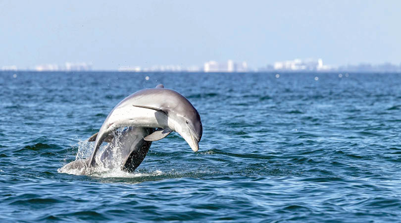 Dolphins playing near the Venice Jetty