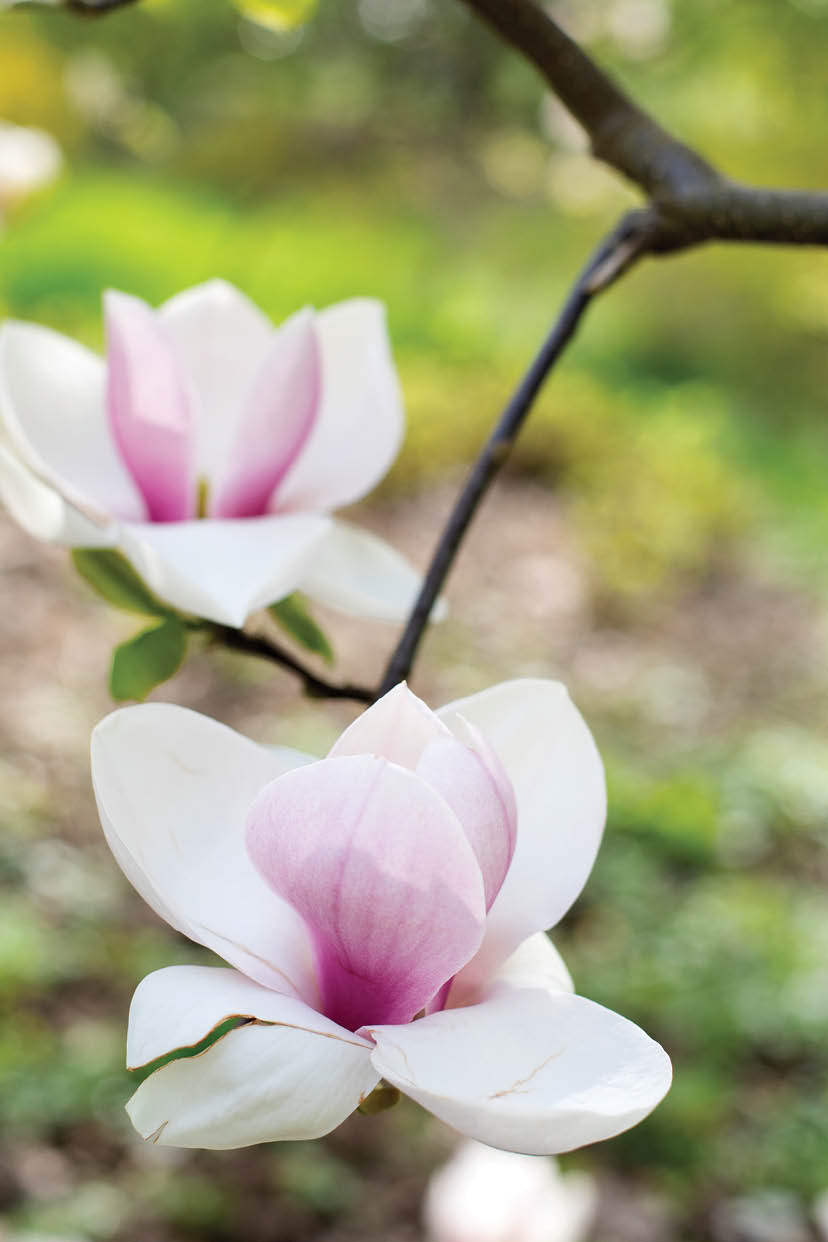 Pink magnolia blooms in spring.tender pink flowers bathing in sunlight. warm april weather. Blooming magnolia tree in spring, internet springtime banner. Spring floral background.