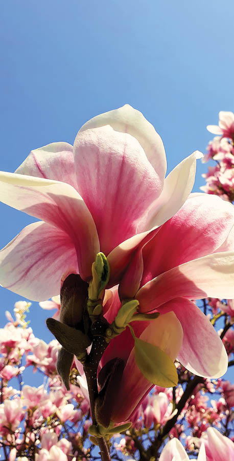 Wild pink magnolia tree buds blooming, floral pattern over blue sky. Spring flower cluster blossoms close up on the branches in the park. Beautiful nature concept, seasonal outdoor in a warm sunny day