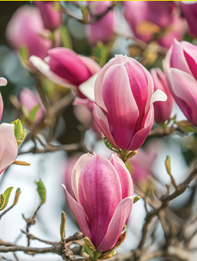 Beautiful magnolia flowers in Spring garden