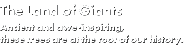 The Land of Giants Ancient and awe inspiring, these trees are at the root of our history.