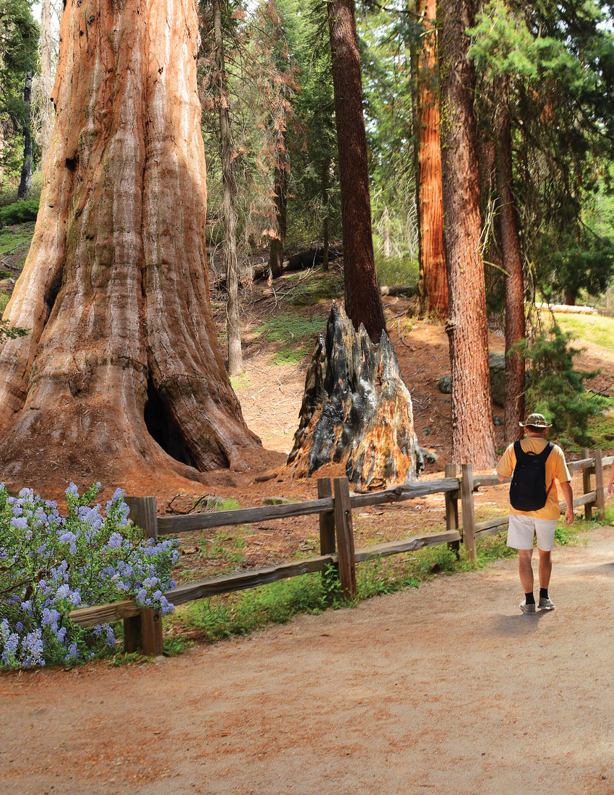 People on hiking trip in the forest. Family exploring sequoia trees. General Grant Tree Trail, Kings Canyon National Park, California, USA.