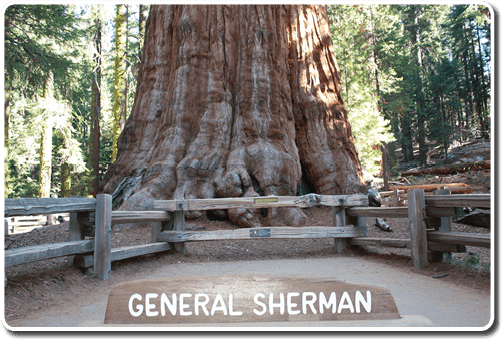 General Sherman Tree huge trunks in Sequoia National Park, California USA