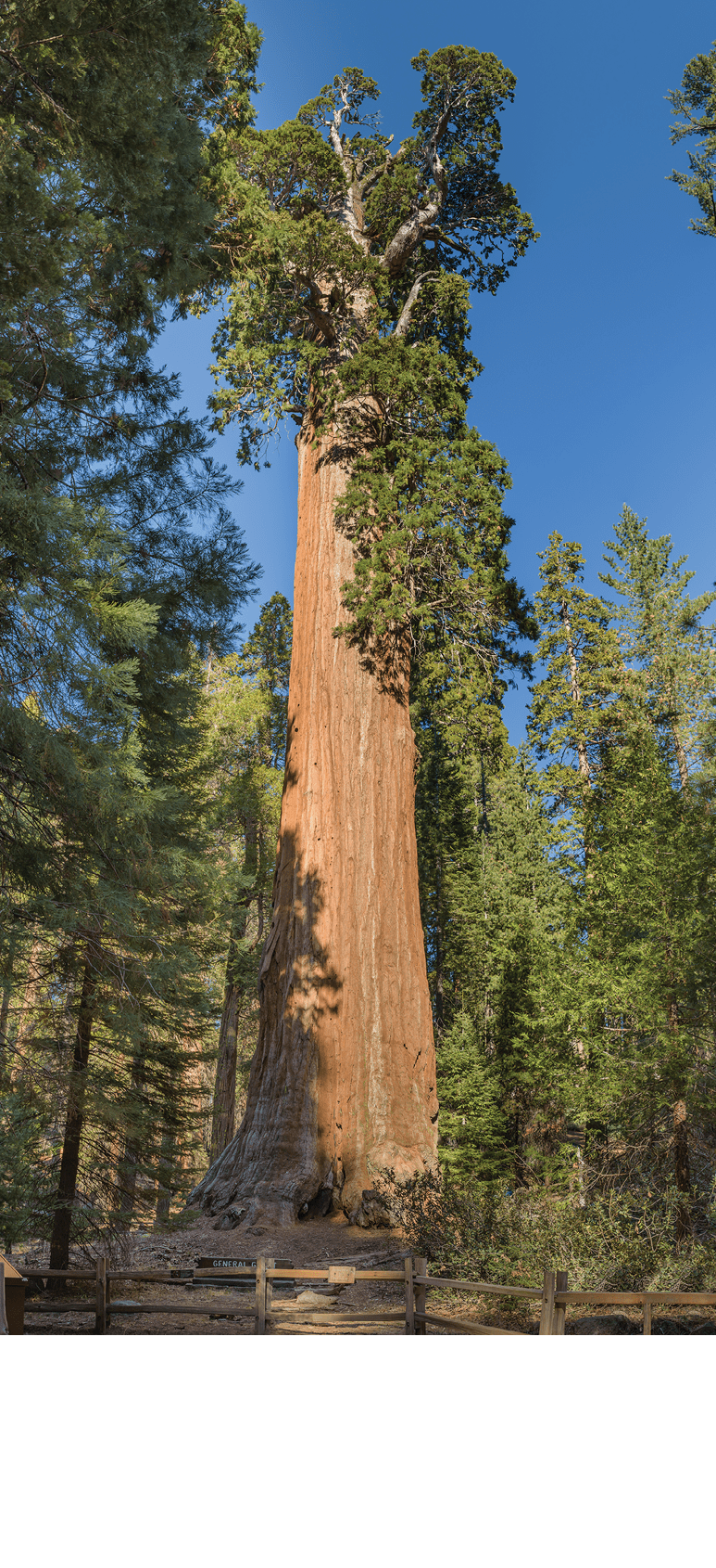 General Grant tree (Sequoiadendron giganteum) - is the largest sequoia in General Grant Grove section of Kings Canyon National Park, CA