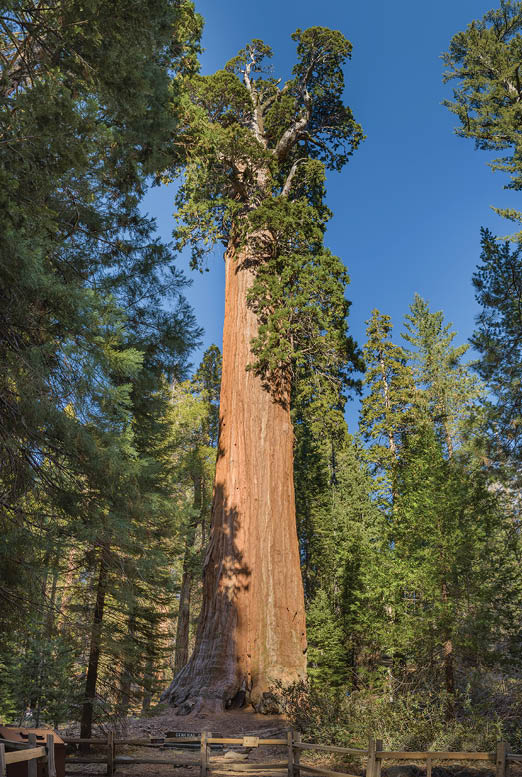 General Grant tree (Sequoiadendron giganteum) - is the largest sequoia in General Grant Grove section of Kings Canyon National Park, CA