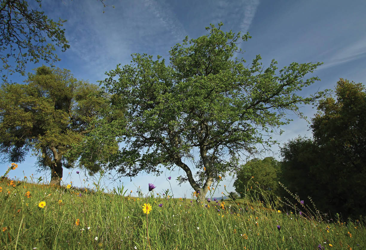 Blue oaks rise from wildflower fields