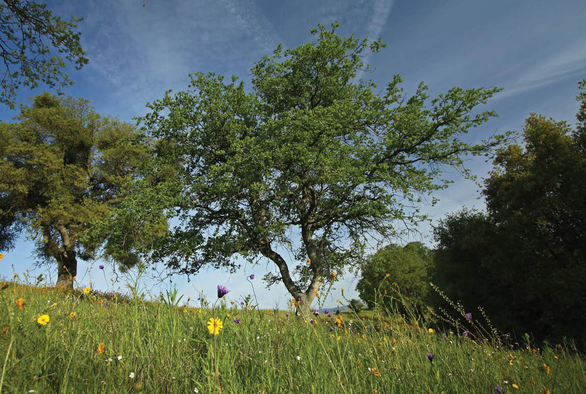 Blue oaks rise from wildflower fields
