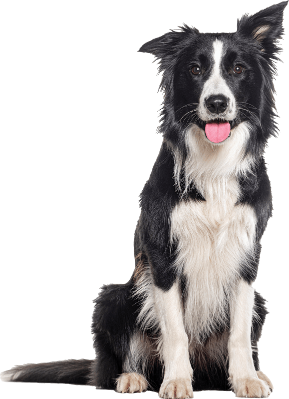 Young Black and white Panting Border collie sitting and looking at the camera, One year old, Isolated on grey